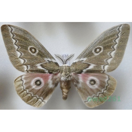 Gonimbrasia tyrrhea (Cramer, 1775) male ex. ovo South Africa 106mm63d